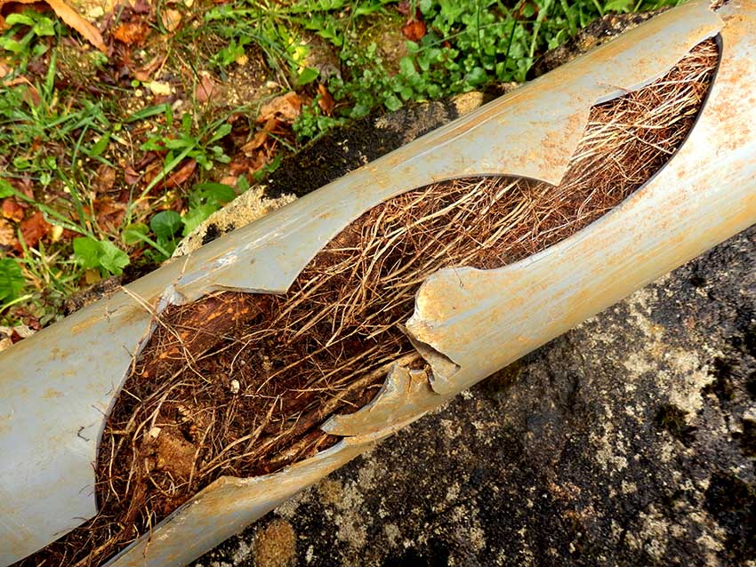 sewer-services tree root intrusion detection